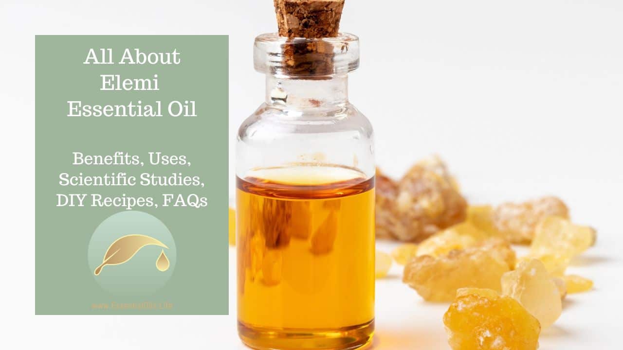 Elemi essential oil user guide: benefits, uses, faqs, scientific studies, blending recomendations, elemi essential oil diffuser blends, safety info, and more